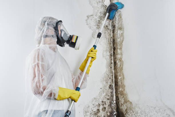 Best Fast Mold Removal  in Marion, AL