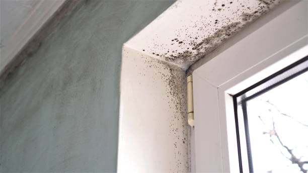 Best Affordable Mold Removal  in Marion, AL