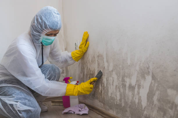 Best Attic Mold Removal  in Marion, AL
