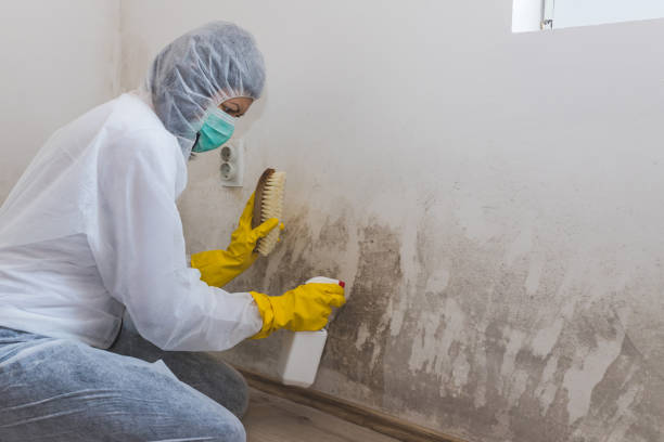 Best Residential Mold Removal  in Marion, AL