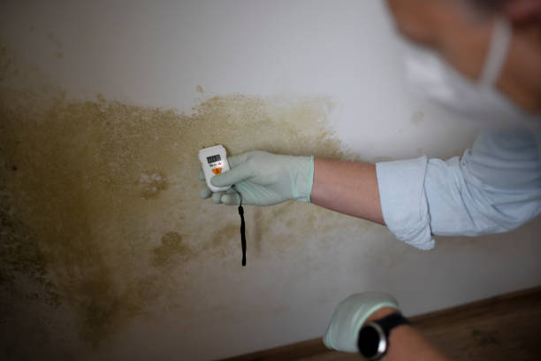 Best Mold Testing  in Marion, AL