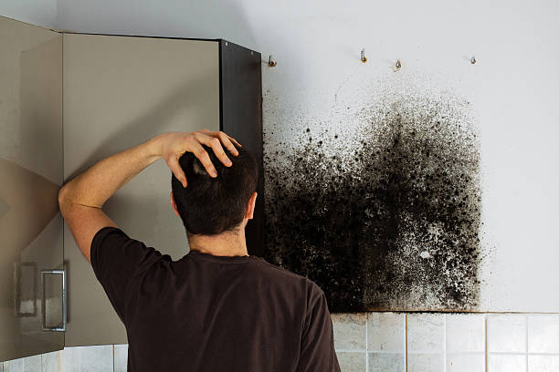 Best Toxic Mold Removal  in Marion, AL