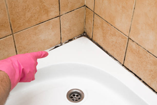 Best Home Mold Removal  in Marion, AL